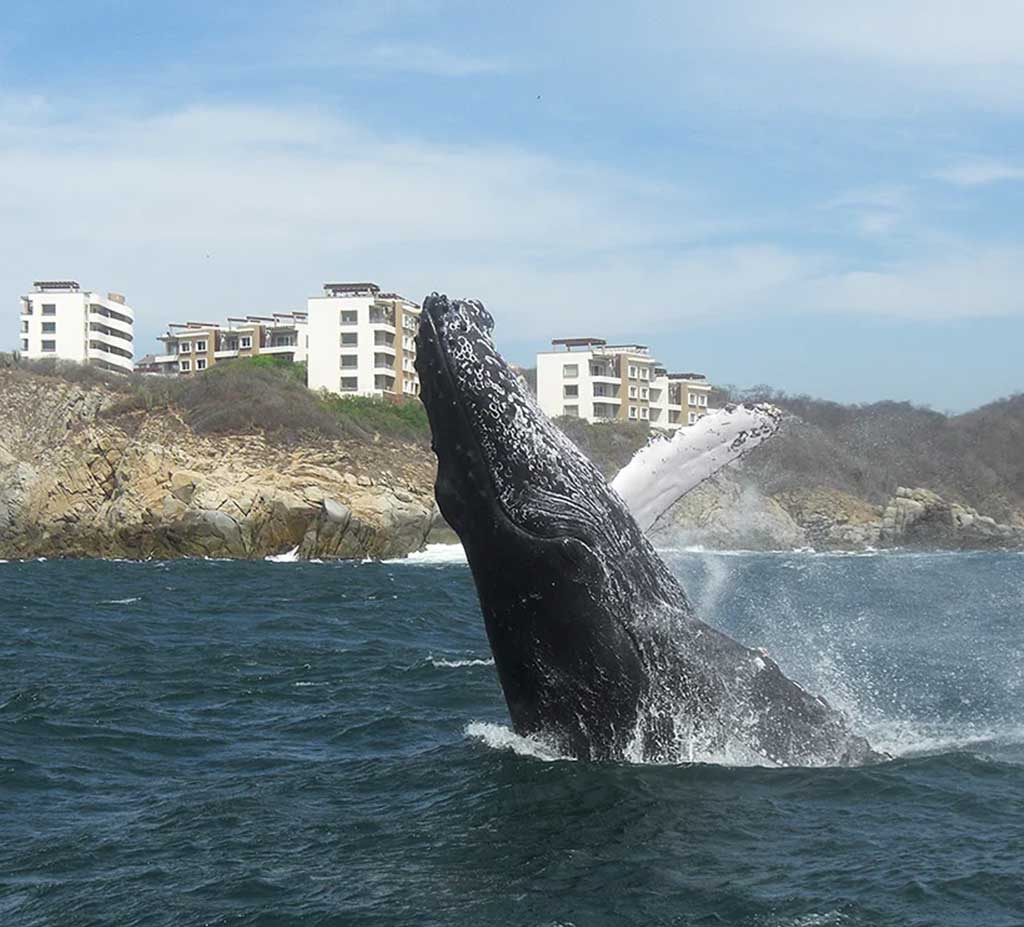 Huatulco Private Tour With Local Guide