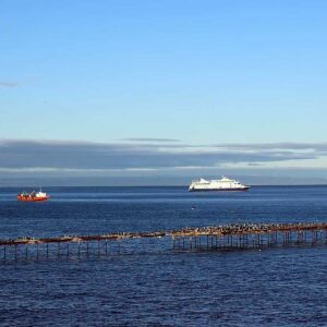 Punta Arenas With A Local Guide